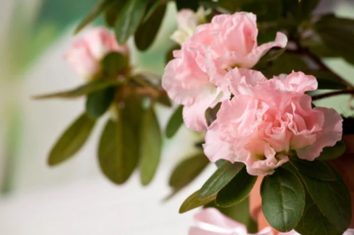 Rosa Azaleenblüten